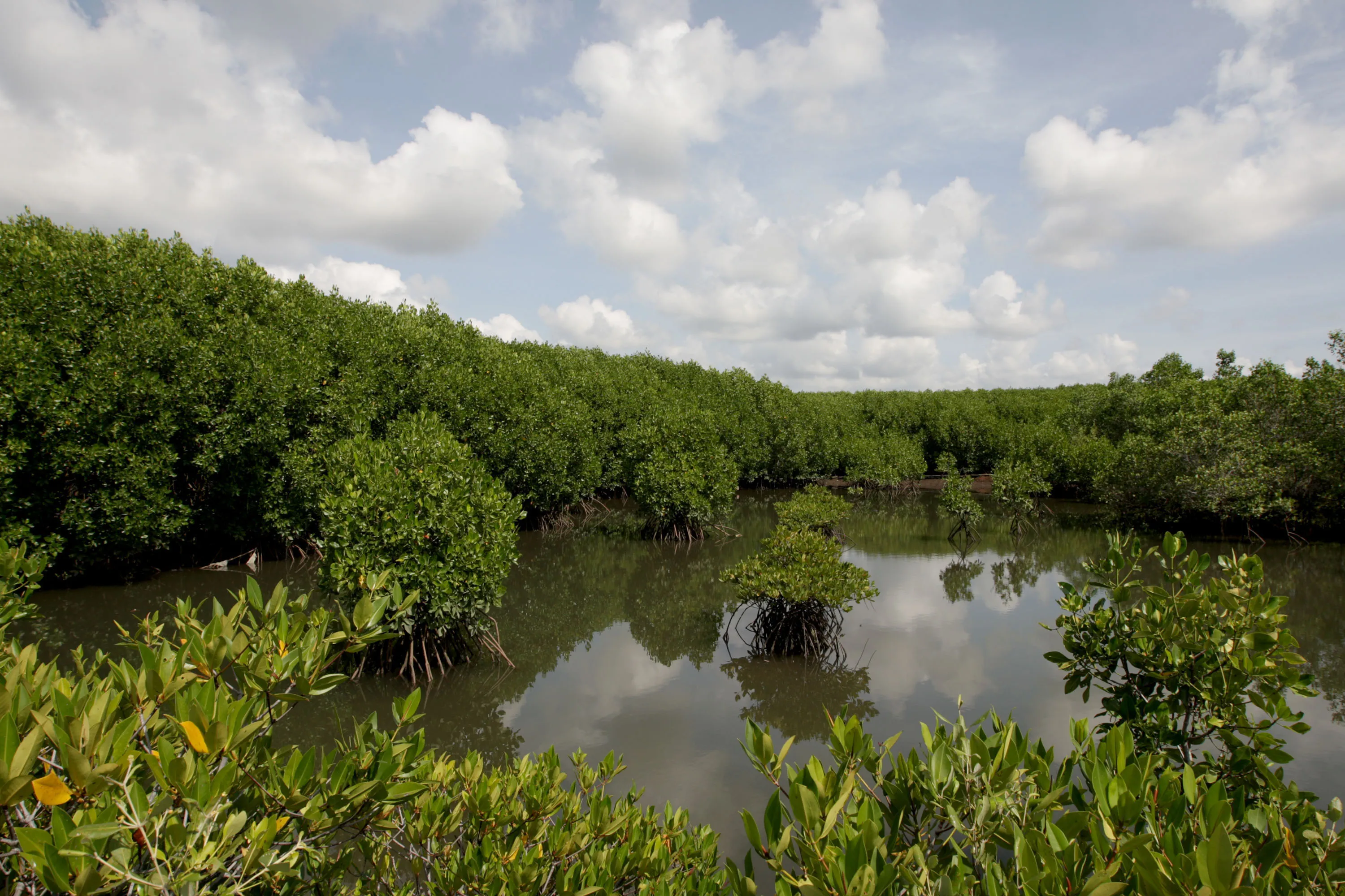 A forest of mangrove trees in Bali,&nbsp;Indonesia. Earlier this year, carbon&nbsp;credit exports from Indonesia were frozen amid regulatory uncertainty.
