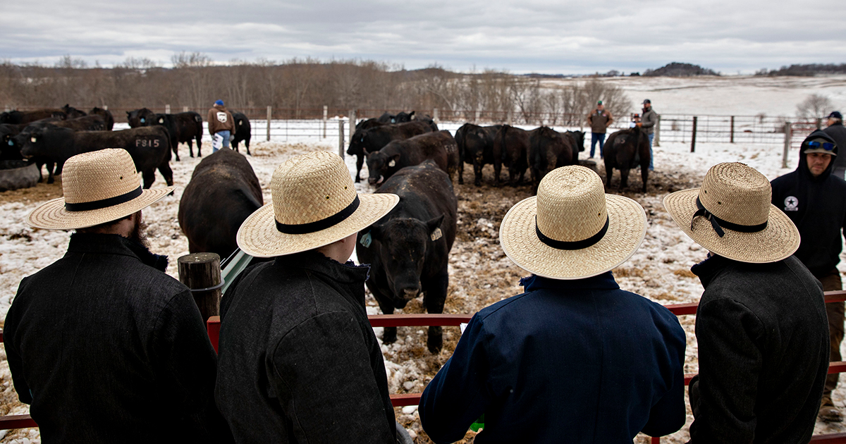 Cowboys round up a calf as part of a mock branding event which was