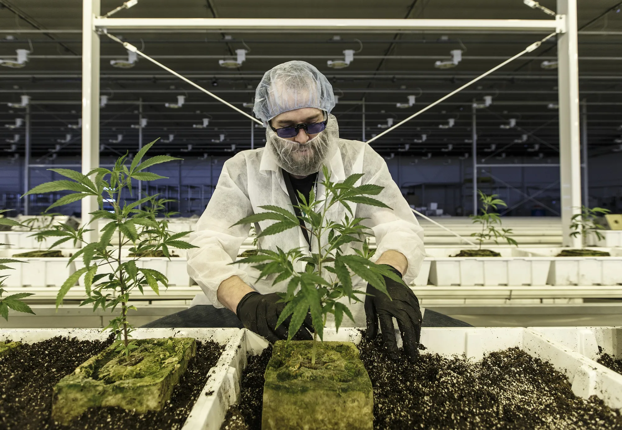 An employee tends to marijuana plants at the Aurora Cannabis Inc. facility in Edmonton, Alberta, Canada.