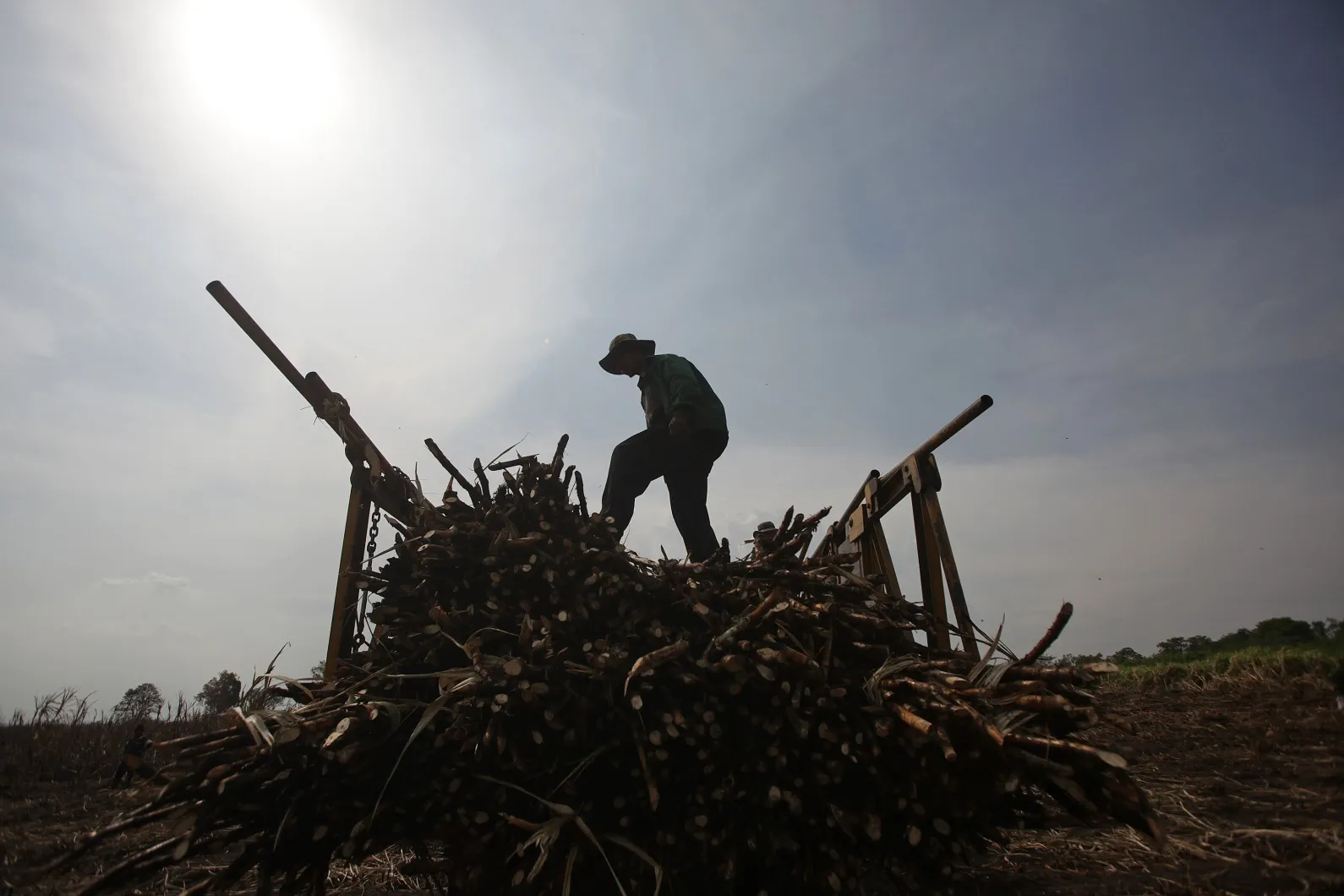 A sugar cane harvest in Thailand.