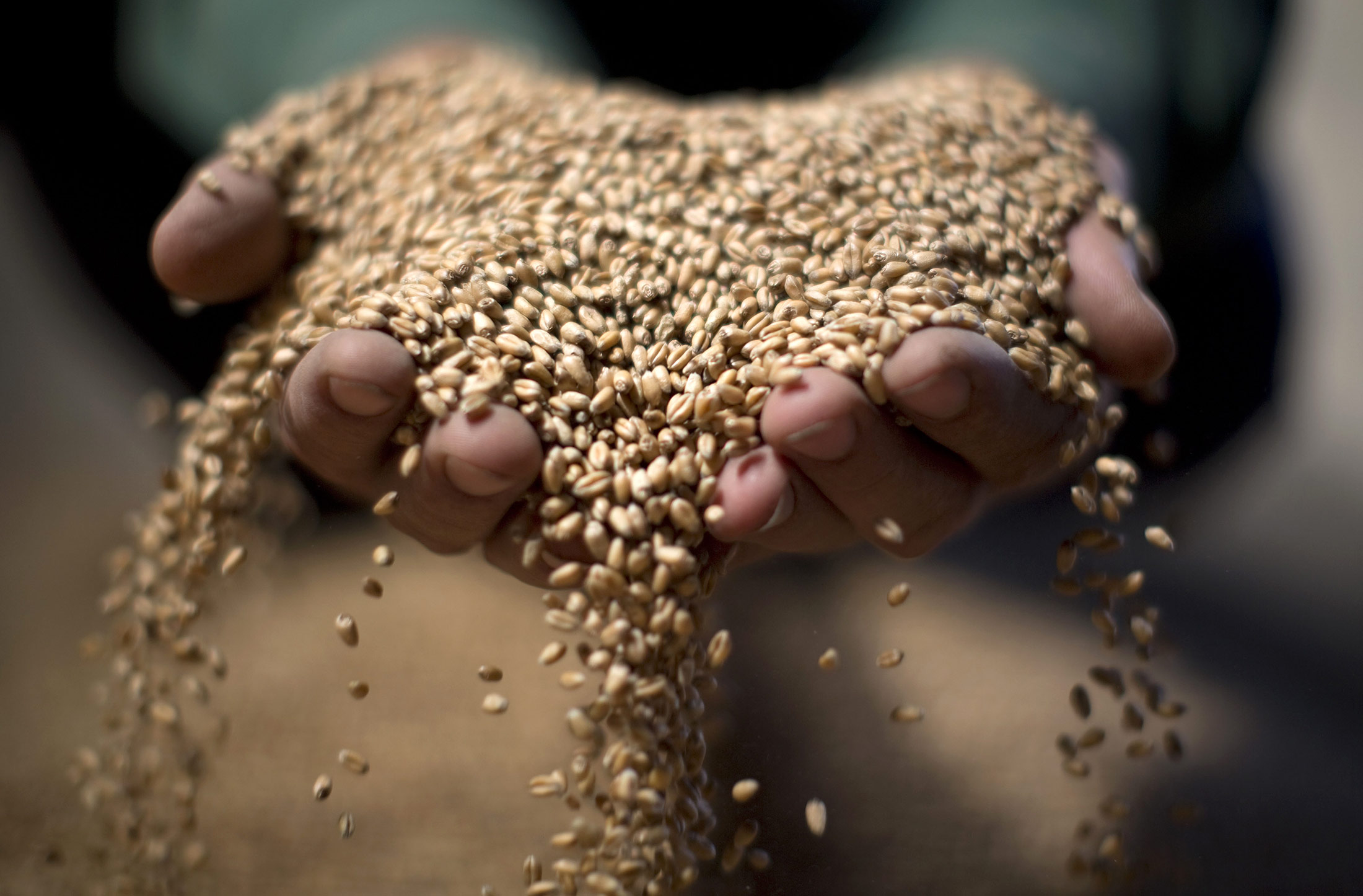 Wheat grain is held for display by a worker in this arranged photograph at a storage depot operated by Kubanskaya Korona near Kropotkin in Krasnodar, Russia, on Friday, July 13, 2012. Russia's wheat crop is estimated at 45 million metric tons, with exports at 14 million to 17 million tons, Agriculture Minister Nikolai Fedorov said.
