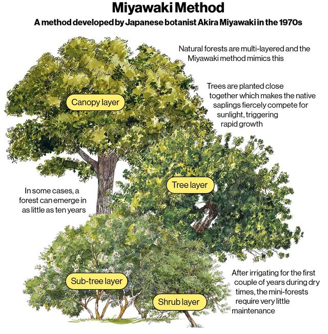 Diagram explaining the Miyawaki Method. 
