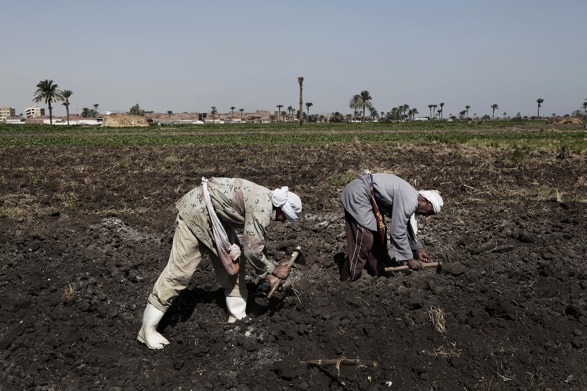 Egypt expects its beet-sugar output will rise 16% to&nbsp;1.45&nbsp;million tons next year as farmers expand plantings.