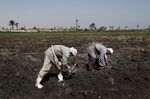 Egypt expects its beet-sugar output will rise 16% to 1.45 million tons next year as farmers expand plantings.