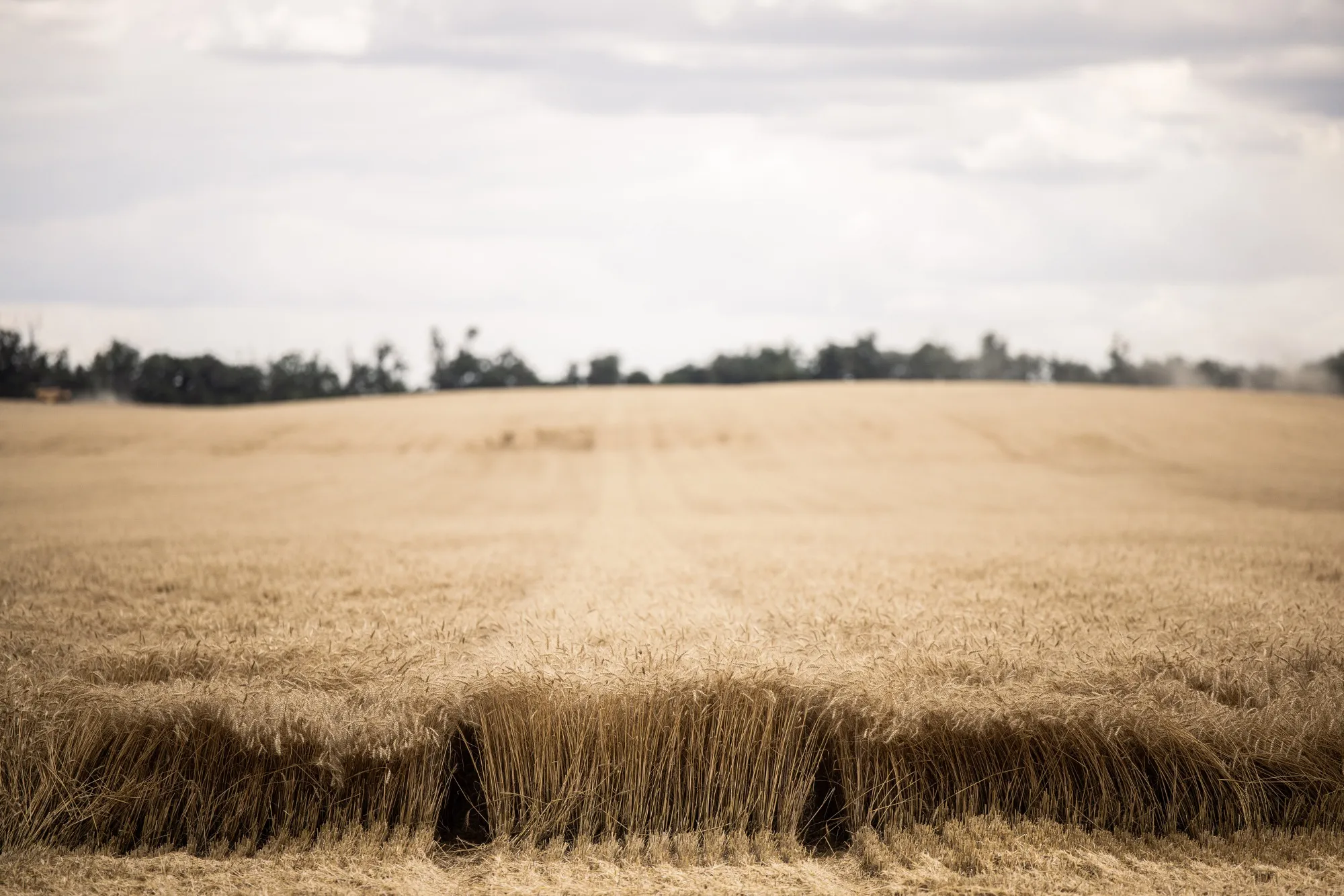How much biodiversity will 10 billion hungry people allow?
