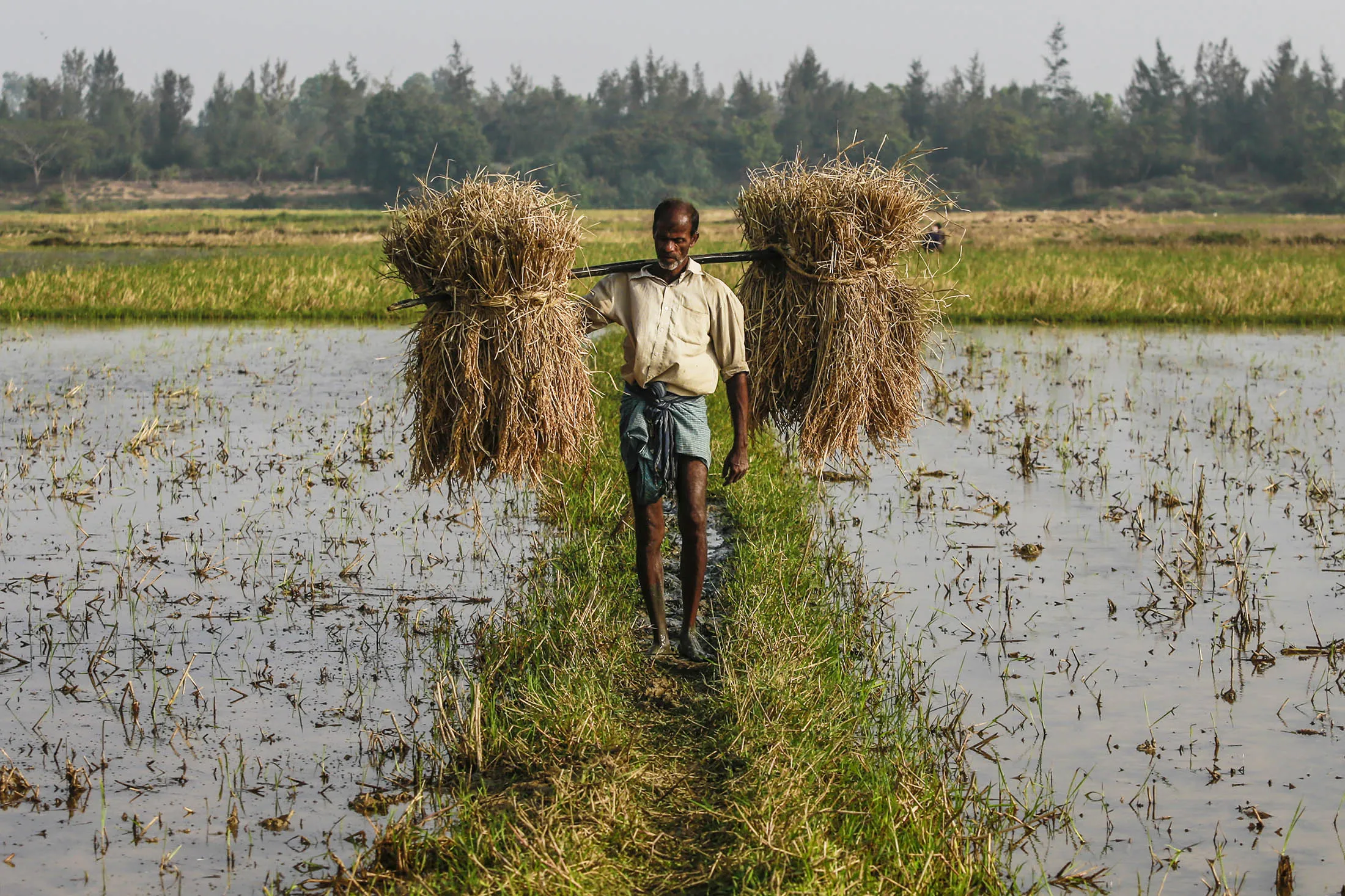 Farmers work on paddy fields near Nuagaon, Jagatsinghpur District.
