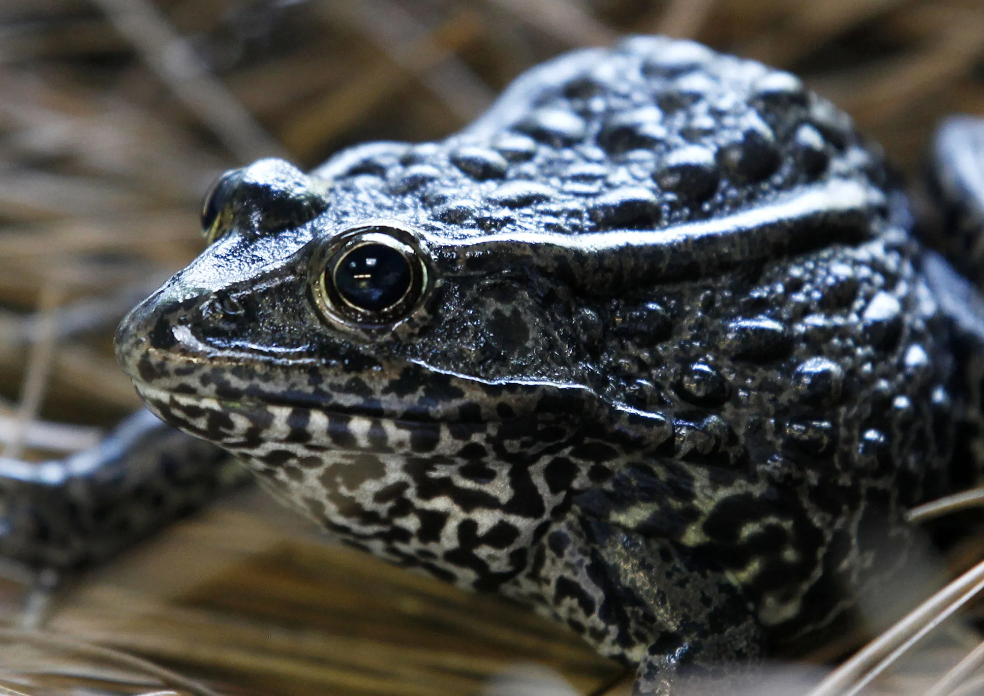 Gopher frog&nbsp;at the Audubon Zoo in New Orleans.&nbsp;