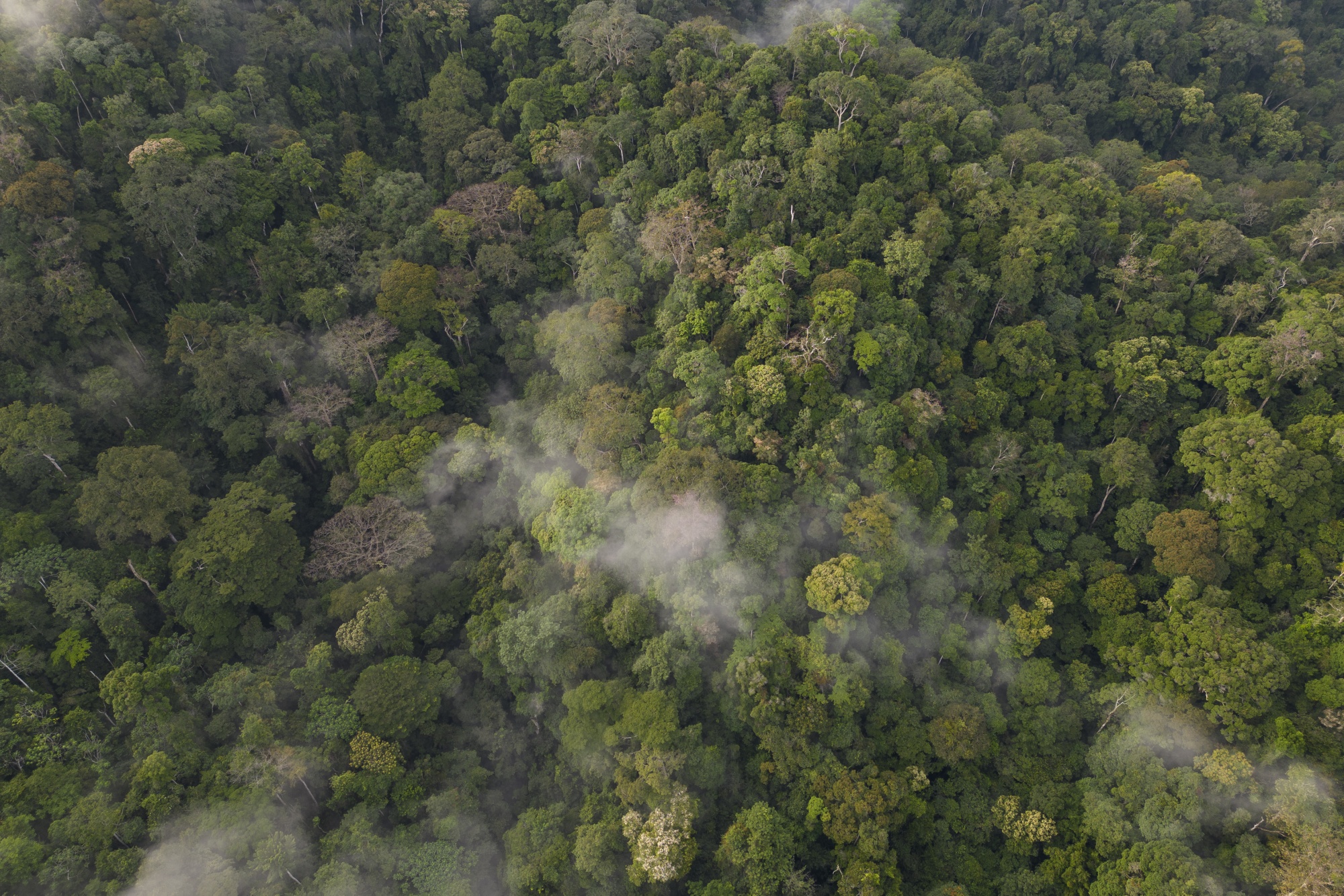 A forest in&nbsp;Gabon, which has looked to sell carbon offsets.