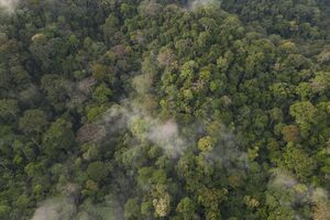 Gabon Touts Forestry And Sustainable Logging as Carbon Offset Solution