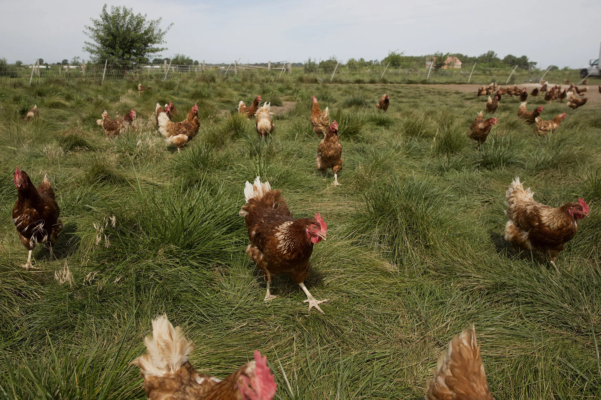Chickens walk around outside a barn at a certified organic farm in Sheffield, Illinois.