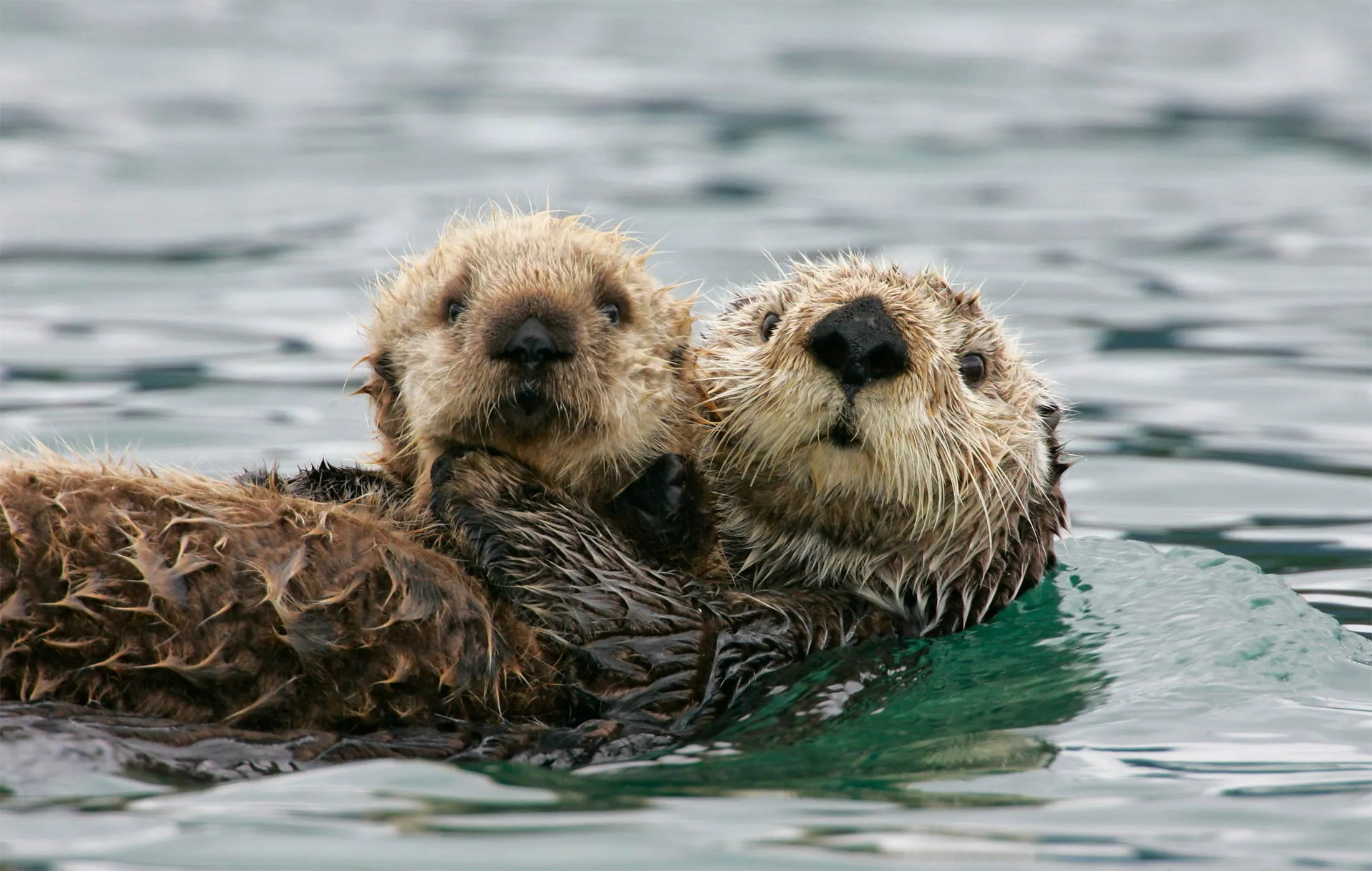 Sea otters