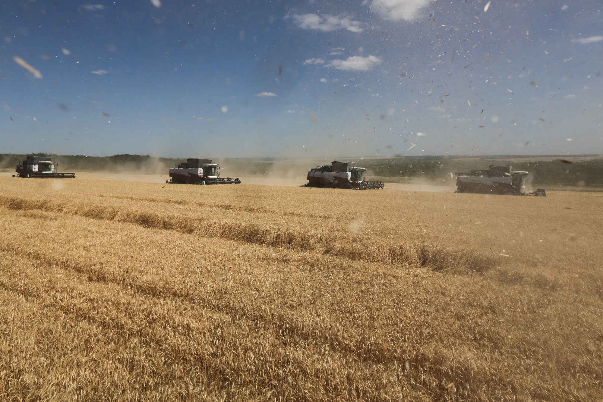 Wheat harvest near Rostov, Russia in July.