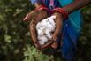 Cotton Cultivation as Dry Weather Hurts Yields 