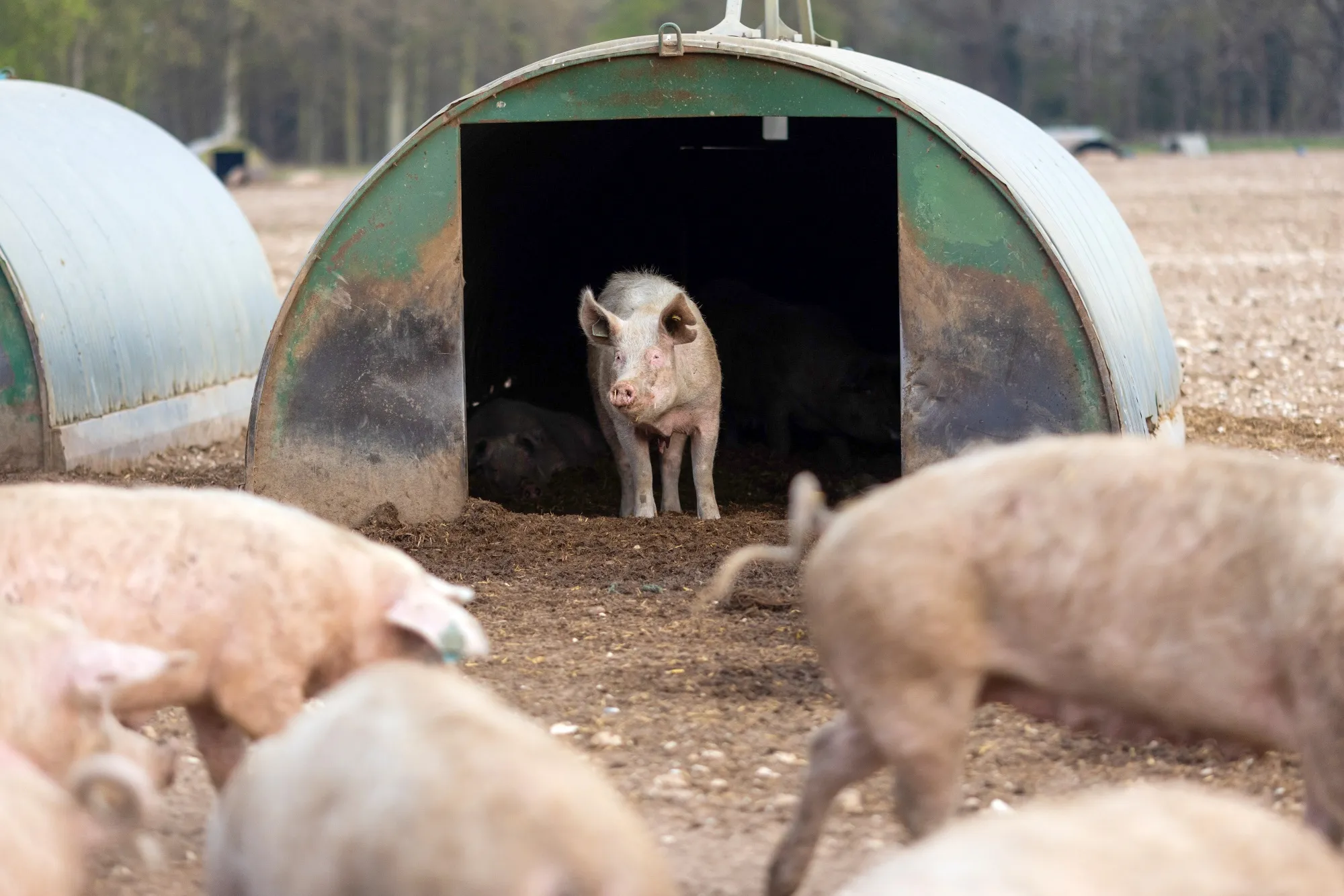 A sow pig in a shed at a farm near Thetford, UK.