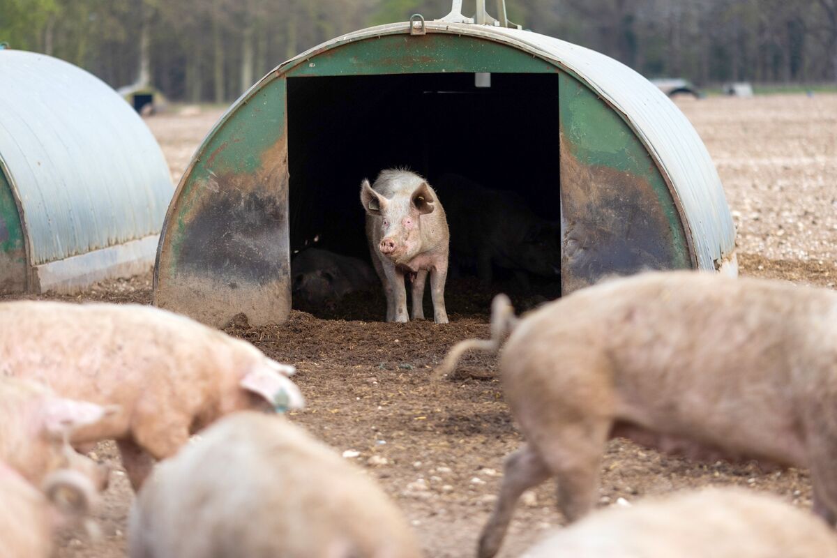It Costs too Much for Ranchers to Satisfy World's Meat Demand - Bloomberg