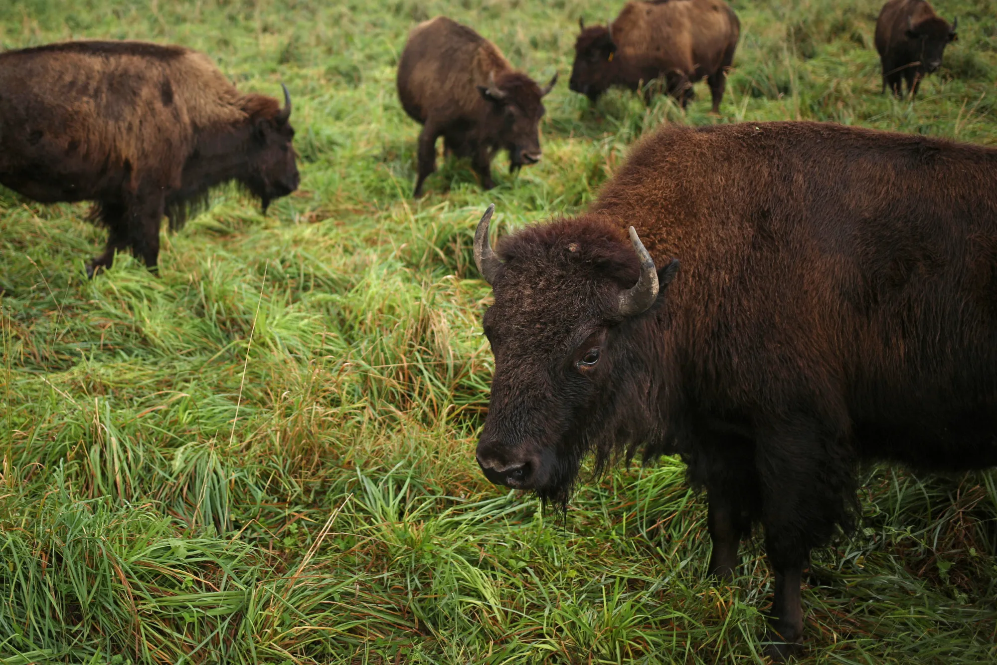 1481883253_BISON_RANCH