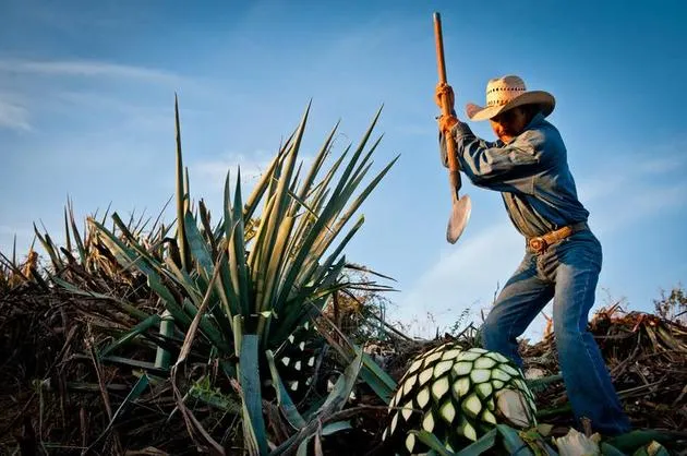 A jimador uses a coa to harvest the piña (heart) of blue agaves used to make tequila. There are not currently any industrial methods for agave harvesting, so jimadores and their traditional tools are vital to the tequila industry. Jimadores harvest hundreds of thousands of agaves each year, and they are also the first line of defense against potentially devastating insect infestations and fungal infections in the agave fields. Read the story