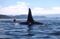 1496180462_social-hp-kayaking-whales
