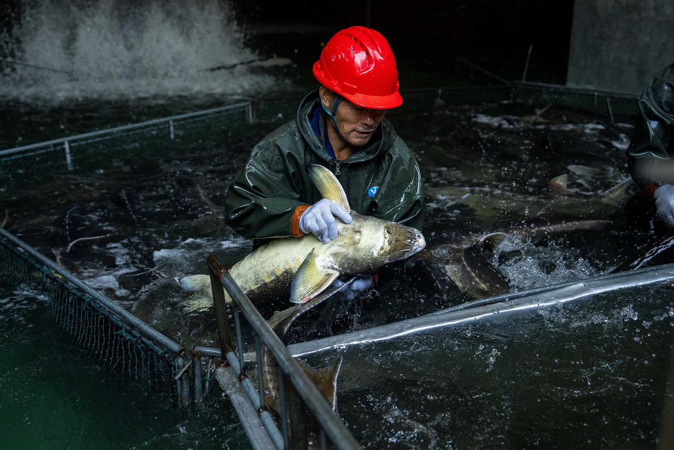 Handling fish at a sturgeon farm.