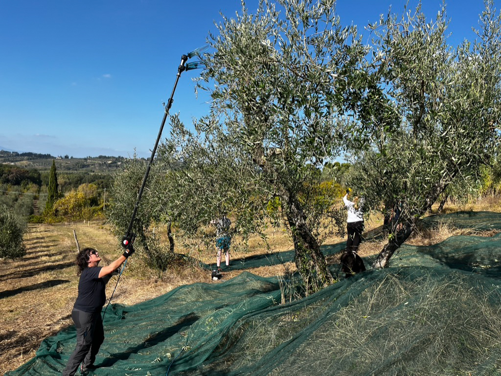 Century Olive Tree - Premium Supplier of Mediterranean Olive Trees