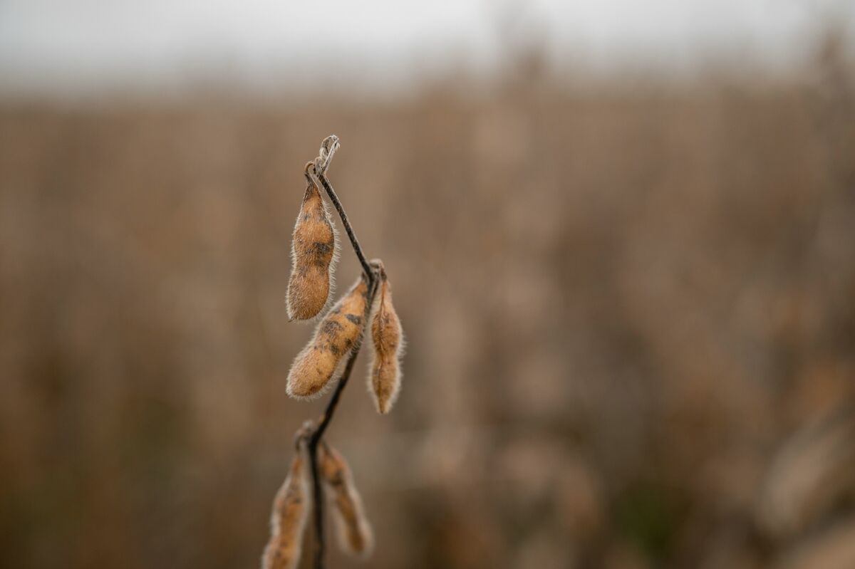 Soybeans Rise as Trump’s Trade Remarks Spark US Demand Optimism