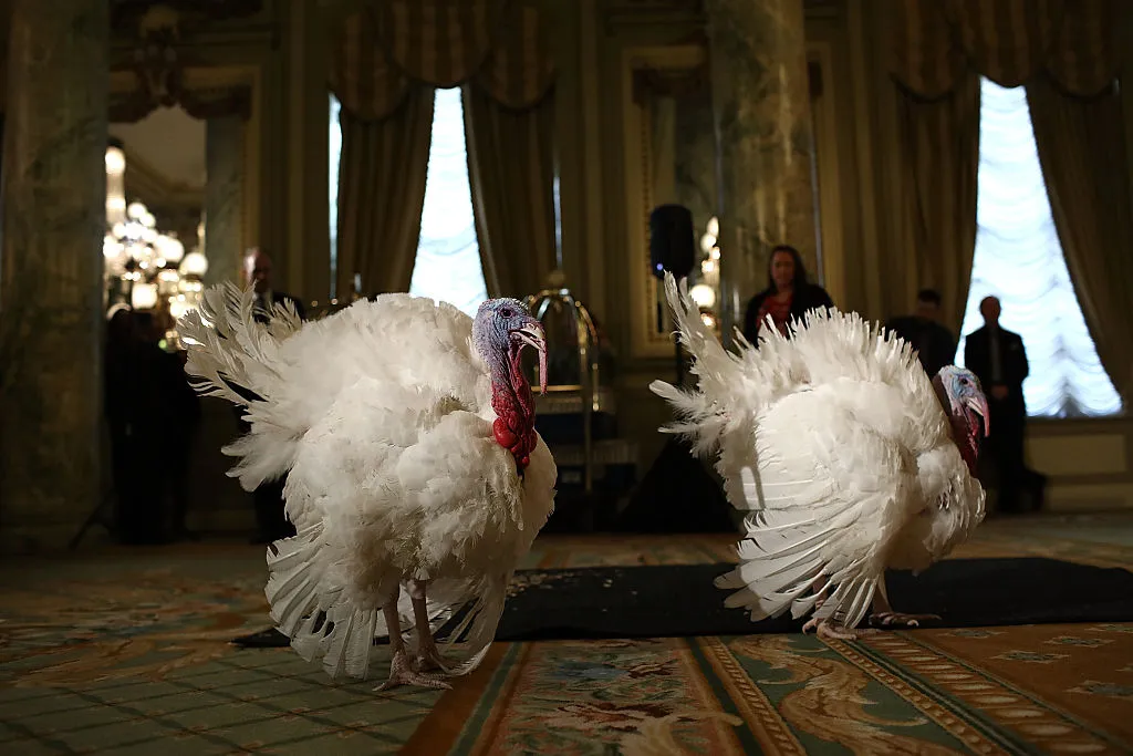 Turkeys Tater and Tot have a presidential pardon to be thankful for.
