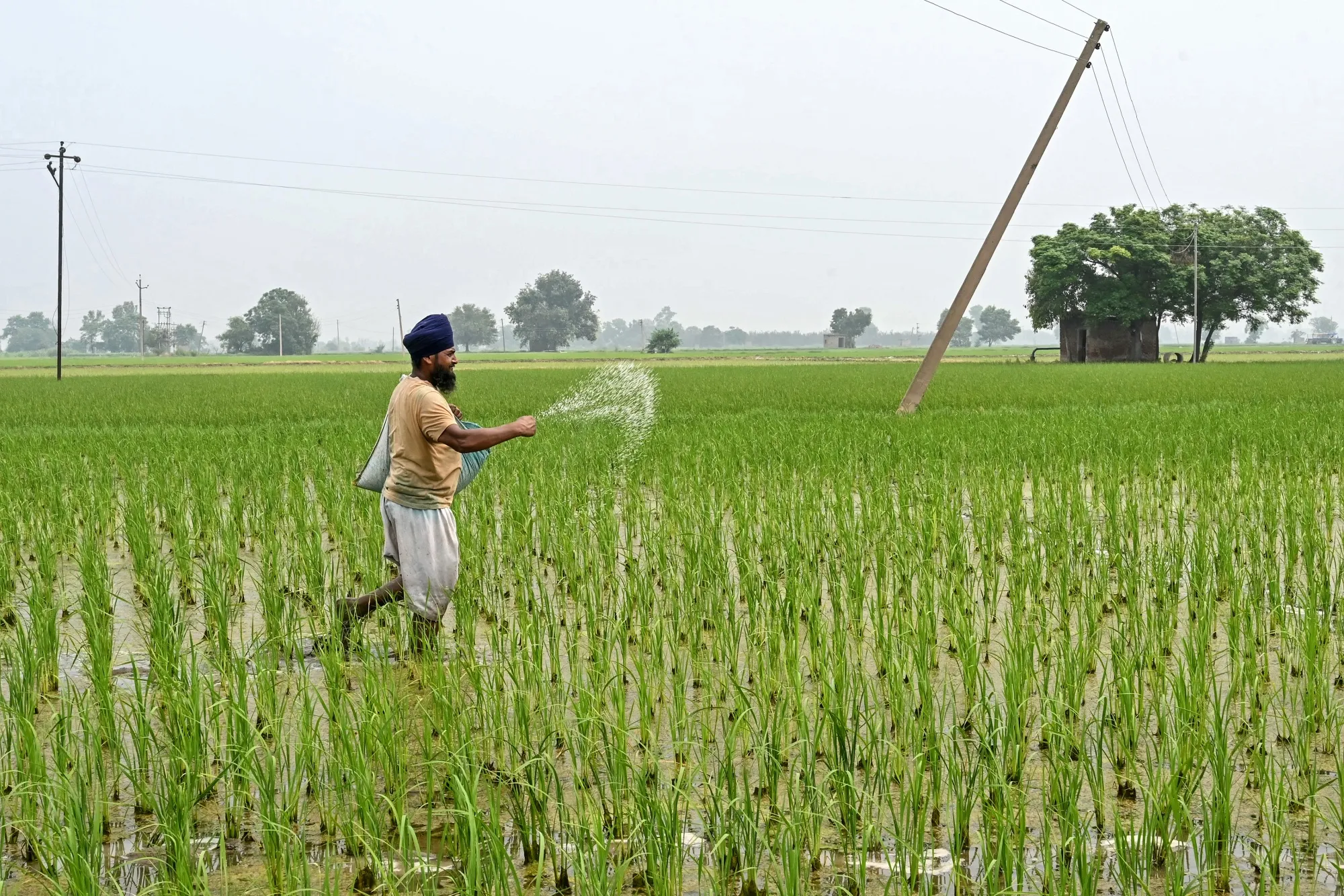 A farmer sprinkles fertiliser in a paddy field near Amritsar.