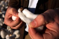 Cotton Harvest Takes Place In Australia