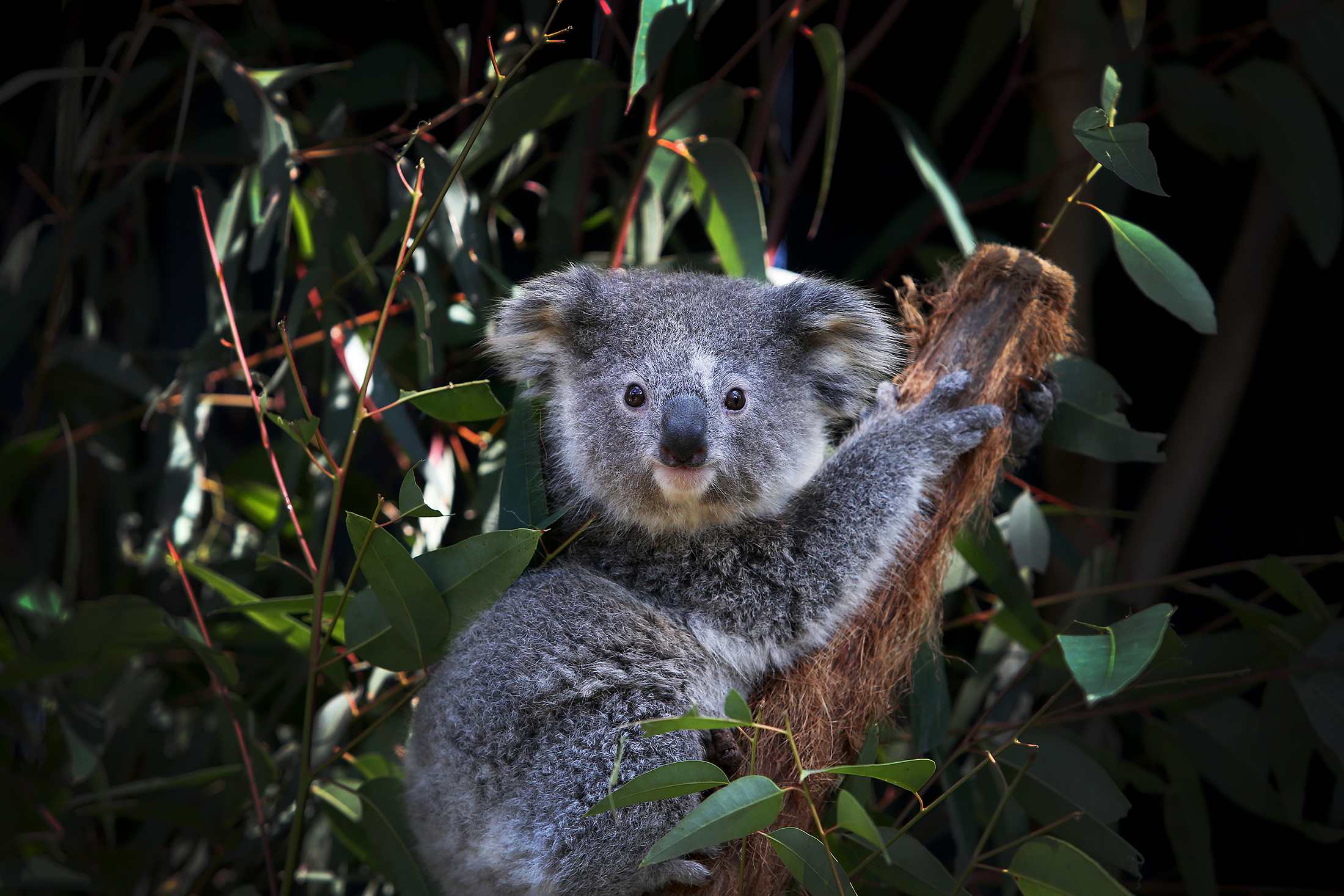 Эвкалипт в Австралии с коалой