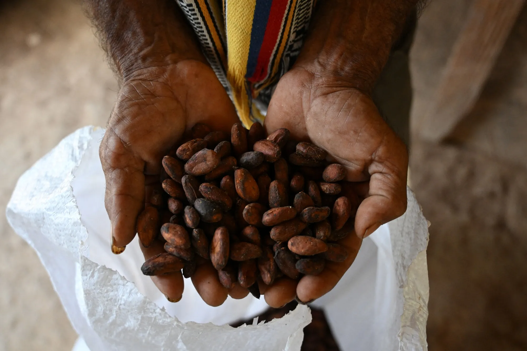 Cocoa beans in Colombia.