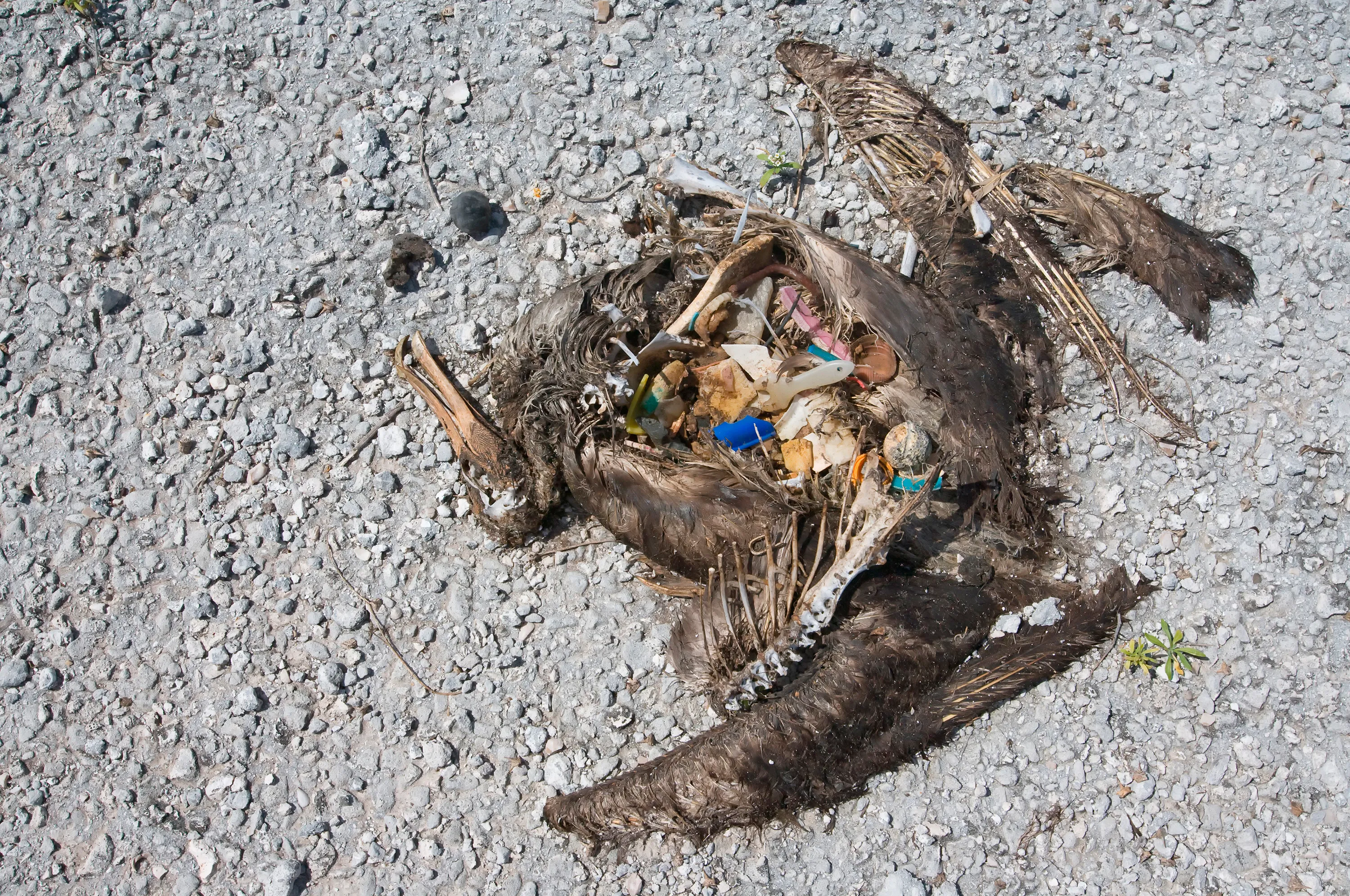 A dead Laysan Albatross lying on ground with its stomach filled with plastic ingestion at sea, Eastern Island, Midway Atoll, in the North Pacific Ocean, 2009. Photographer: Paul and Paveena Mckenzie/Visuals Unlimited/Corbis