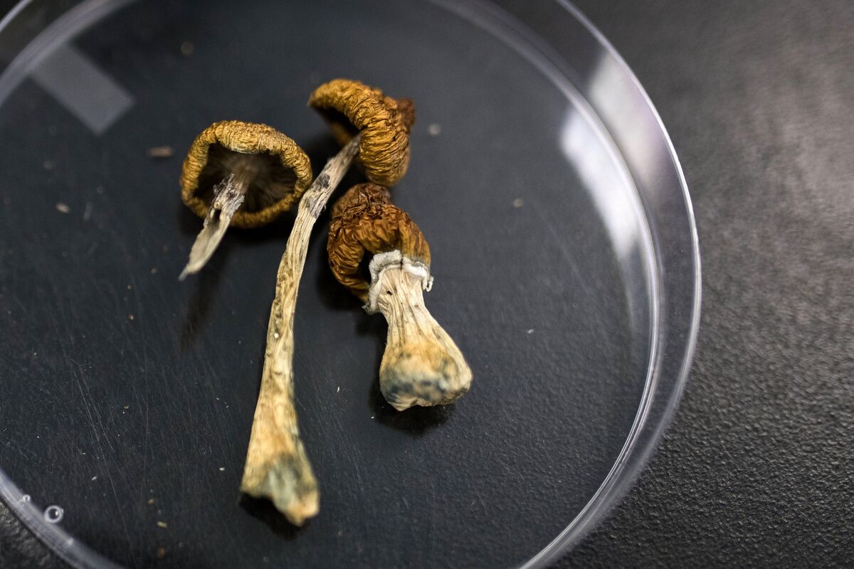 Psilocybin Study: Magic Mushroom Research Risks Being Warped by Hype -  Bloomberg