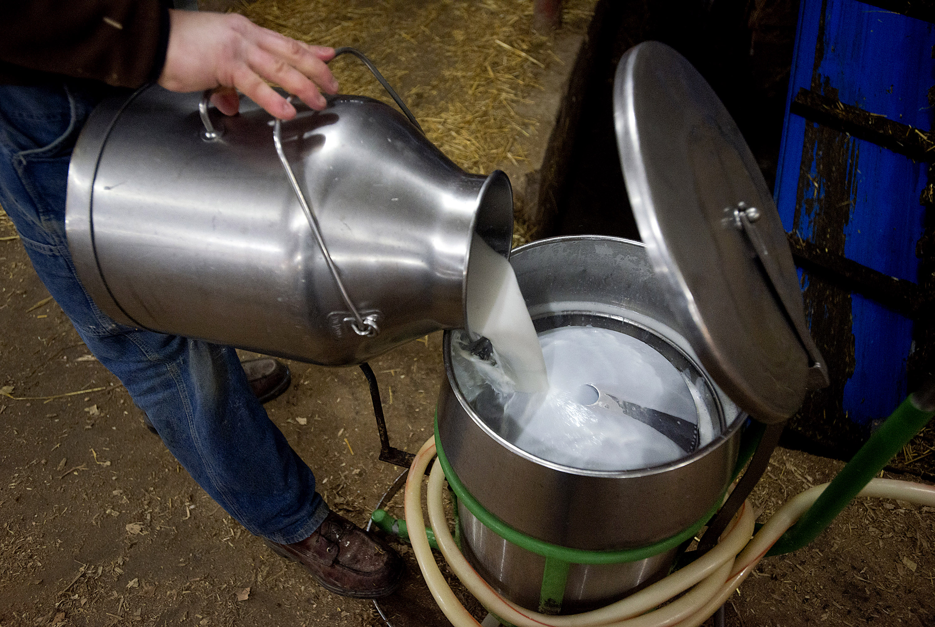 Freshly extracted milk from cows is poured into a holding tank.