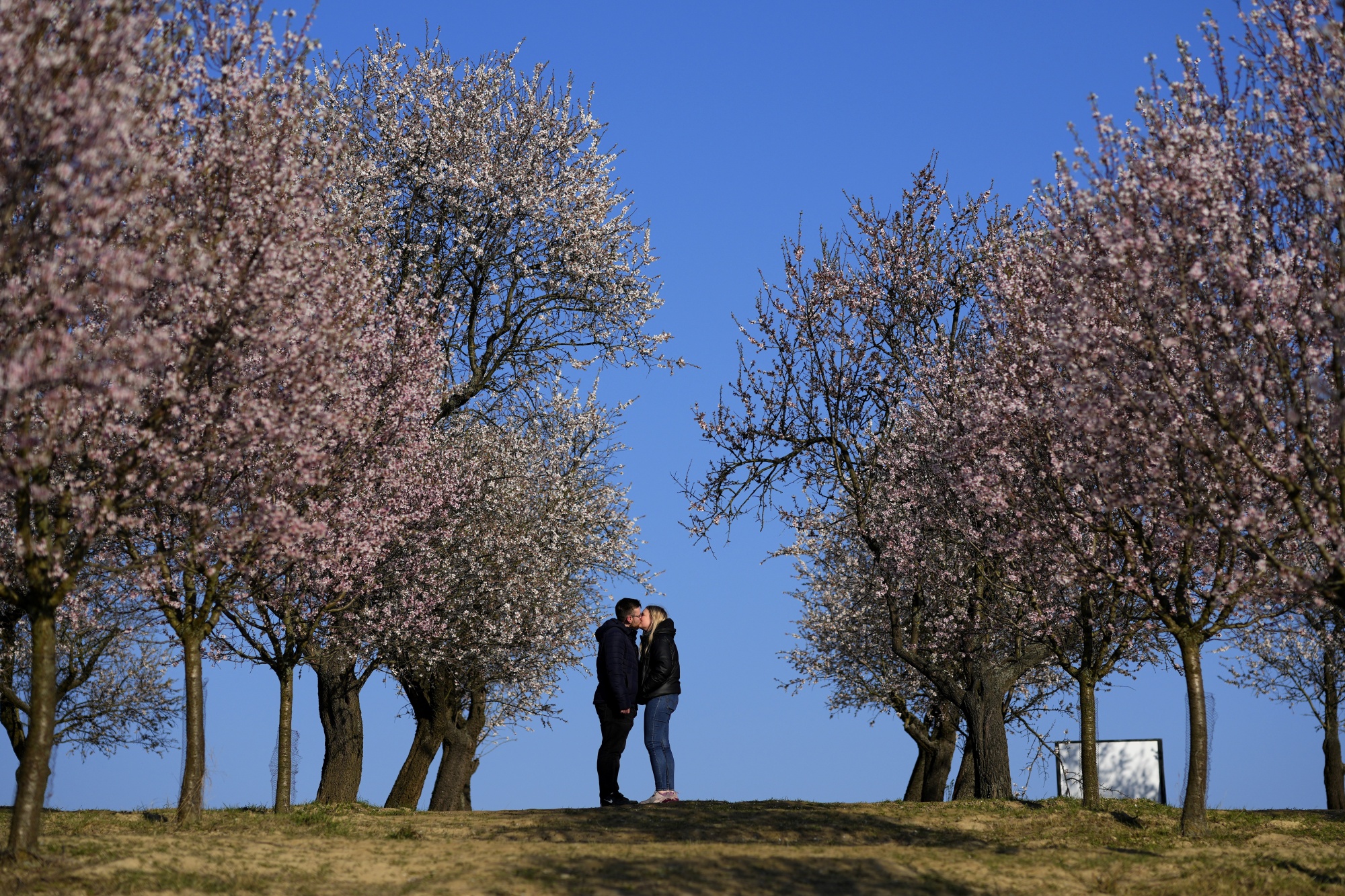 A rare Czech almond grove blooms early after an unusually warm winter -  Bloomberg