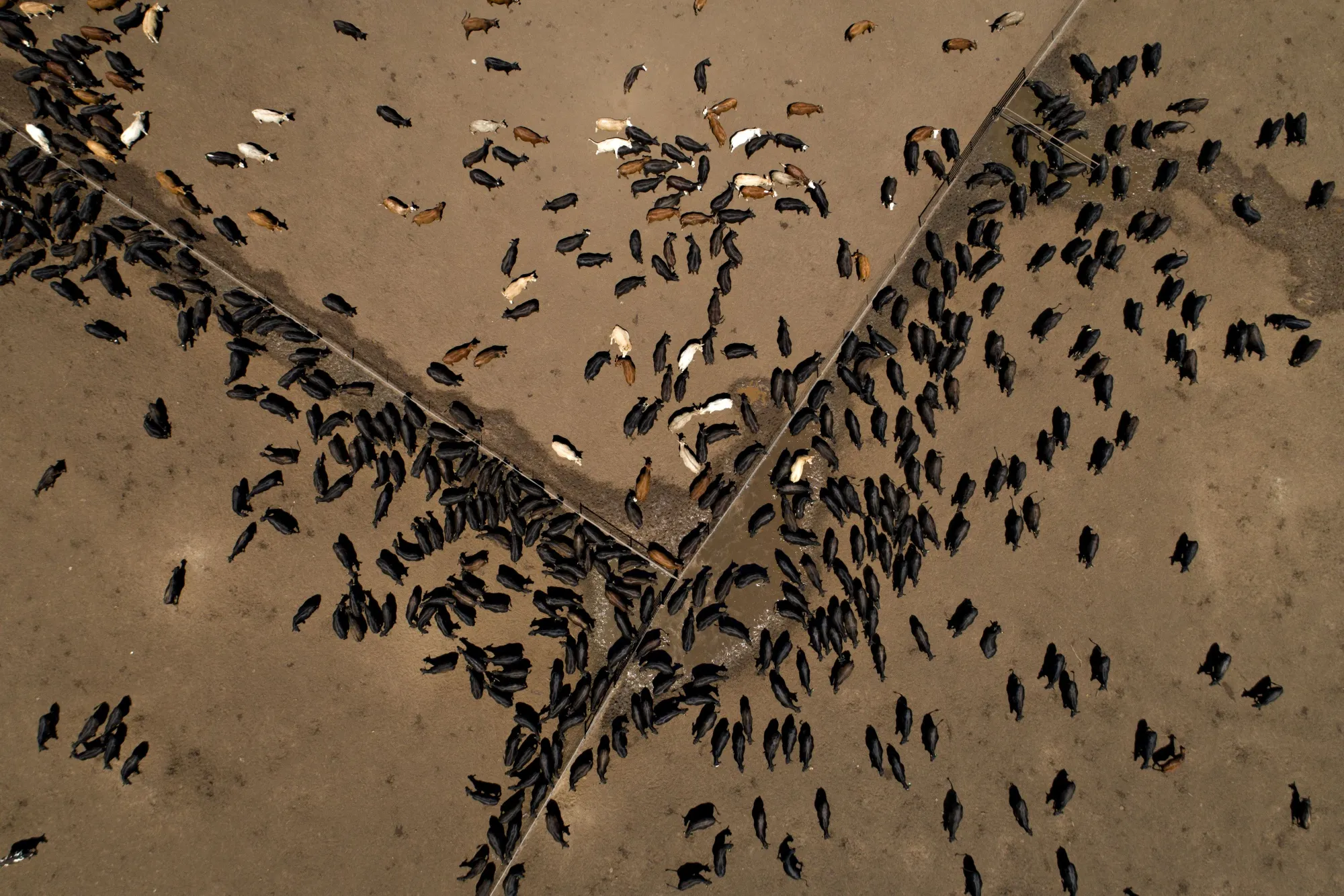 Beef cattle stand in a feedlot in Floresville, Texas.
