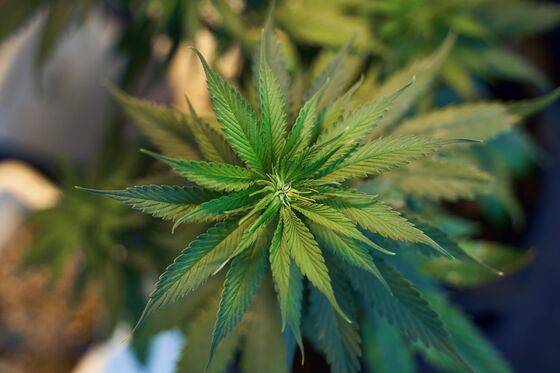 World’s Top Cannabis Exporter Edges Nearer To Legalization