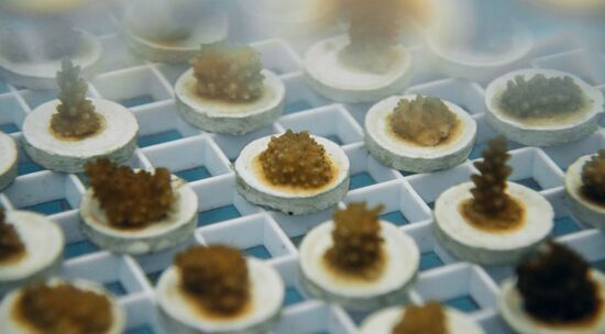 relates to Farming With Coral Vita