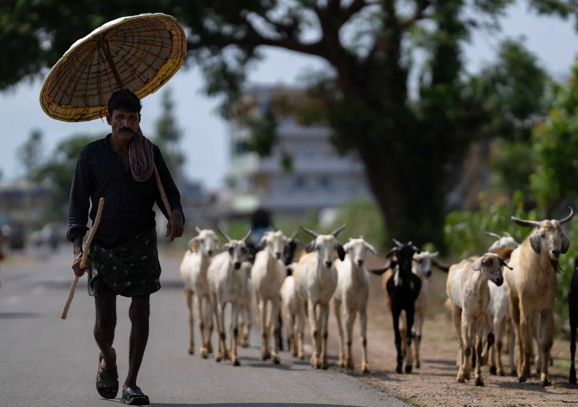 A farm worker shelters from the heat under a traditional umbrella as he walks his livestock along a road.