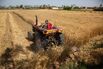 Egyptian Wheat Harvest And Government Grain Storage