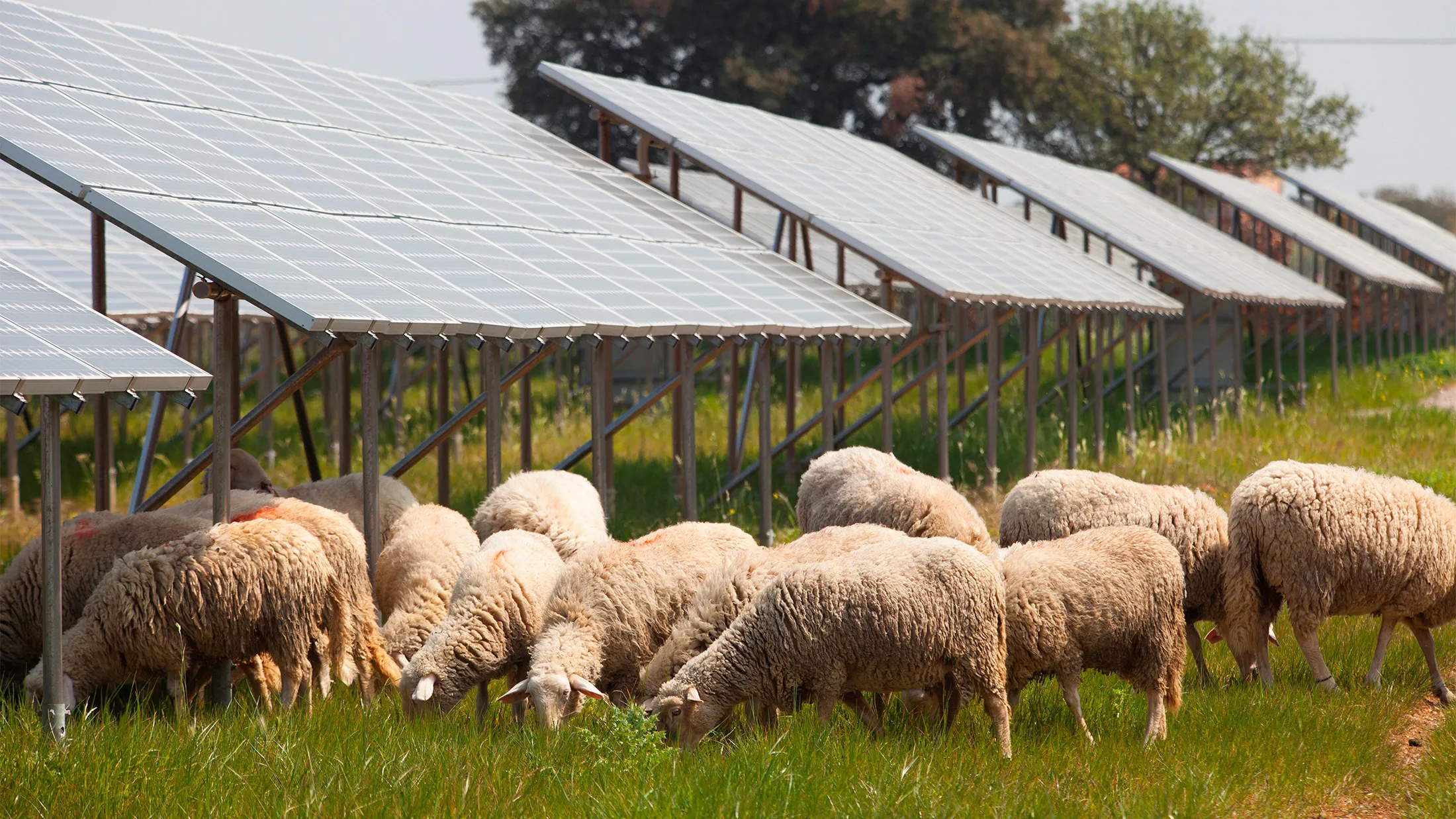 Solar Panels Farm PA