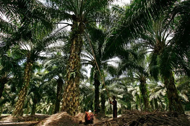 Indonesia Goes Green to the Dismay of Palm Oil Producers