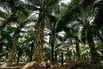 Indonesia Goes Green to the Dismay of Palm Oil Producers