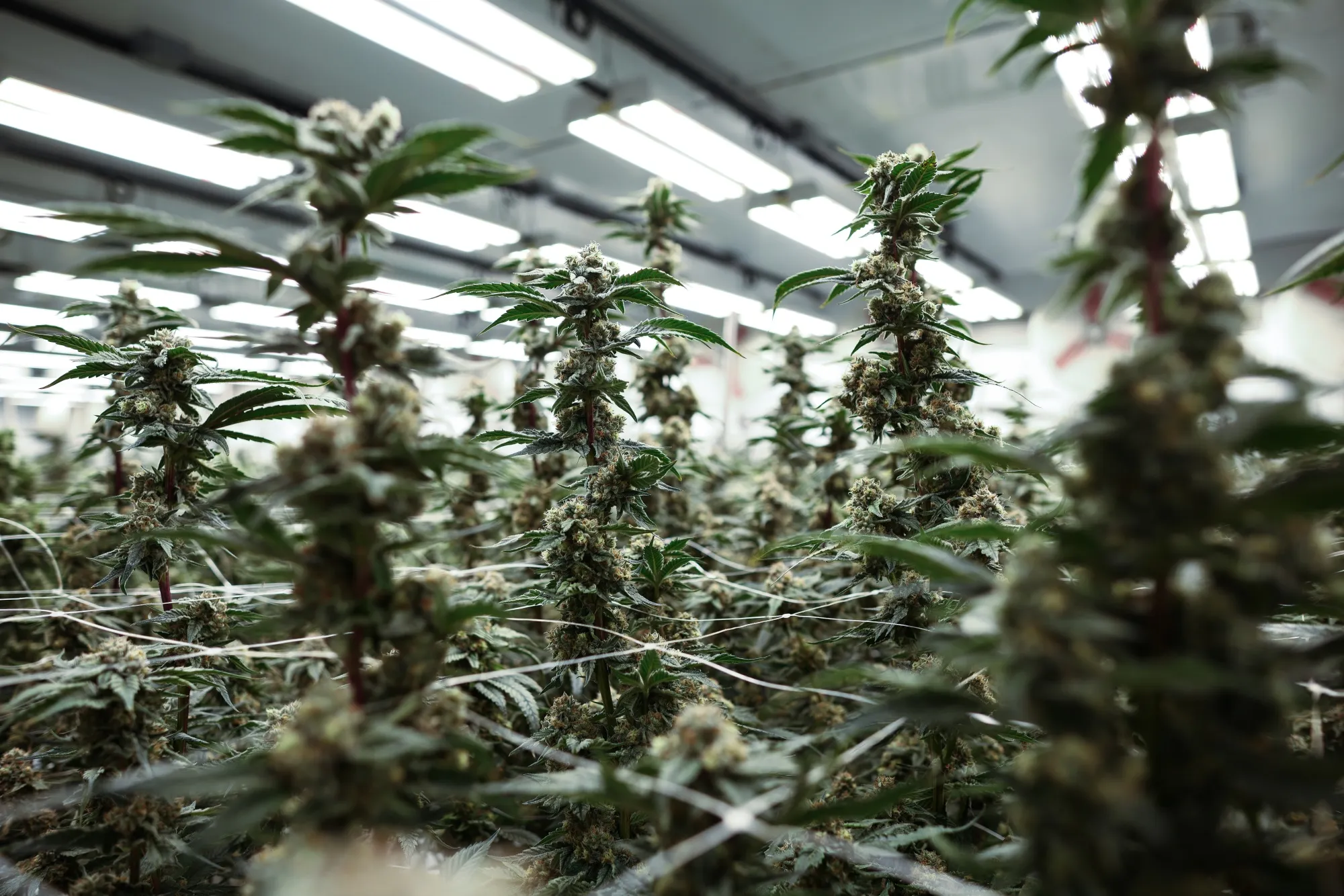 Inside The Aurora Cannabis River Facility