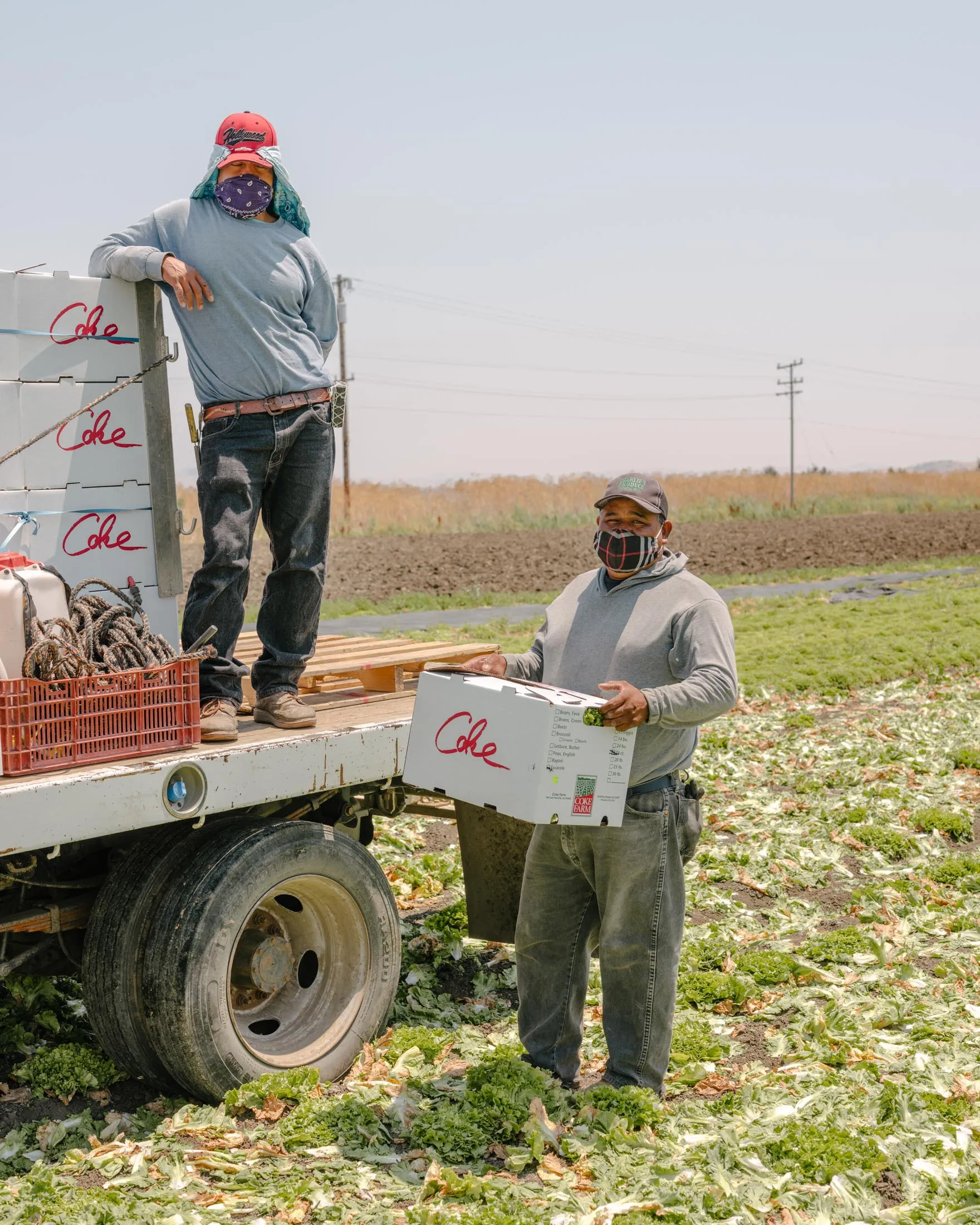 Workers pack a truckload of freshly harvested escarole at Coke Farm in San Juan Bautista, California on July 16, 2020.