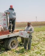 Workers pack a truckload of freshly harvested escarole at Coke Farm in San Juan Bautista, California on July 16, 2020.