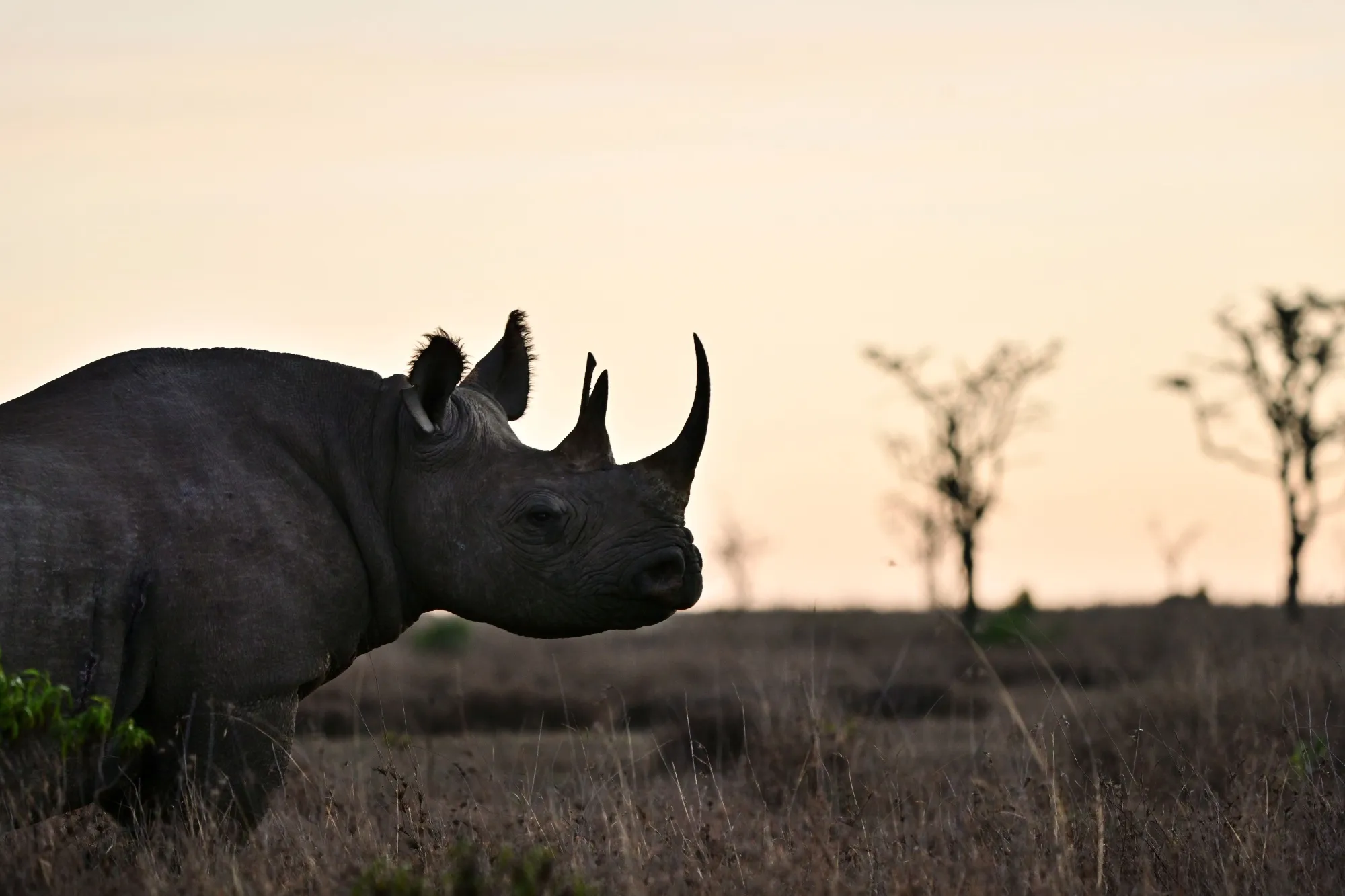 A&nbsp;black rhinoceros roaming at dawn at ol-Pejeta conservancy at Laikipia's county headquarters, Nanyuki, near Mt. Kenya.