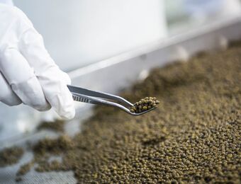 relates to The World’s Best Caviar Doesn’t Come From Russia Anymore
