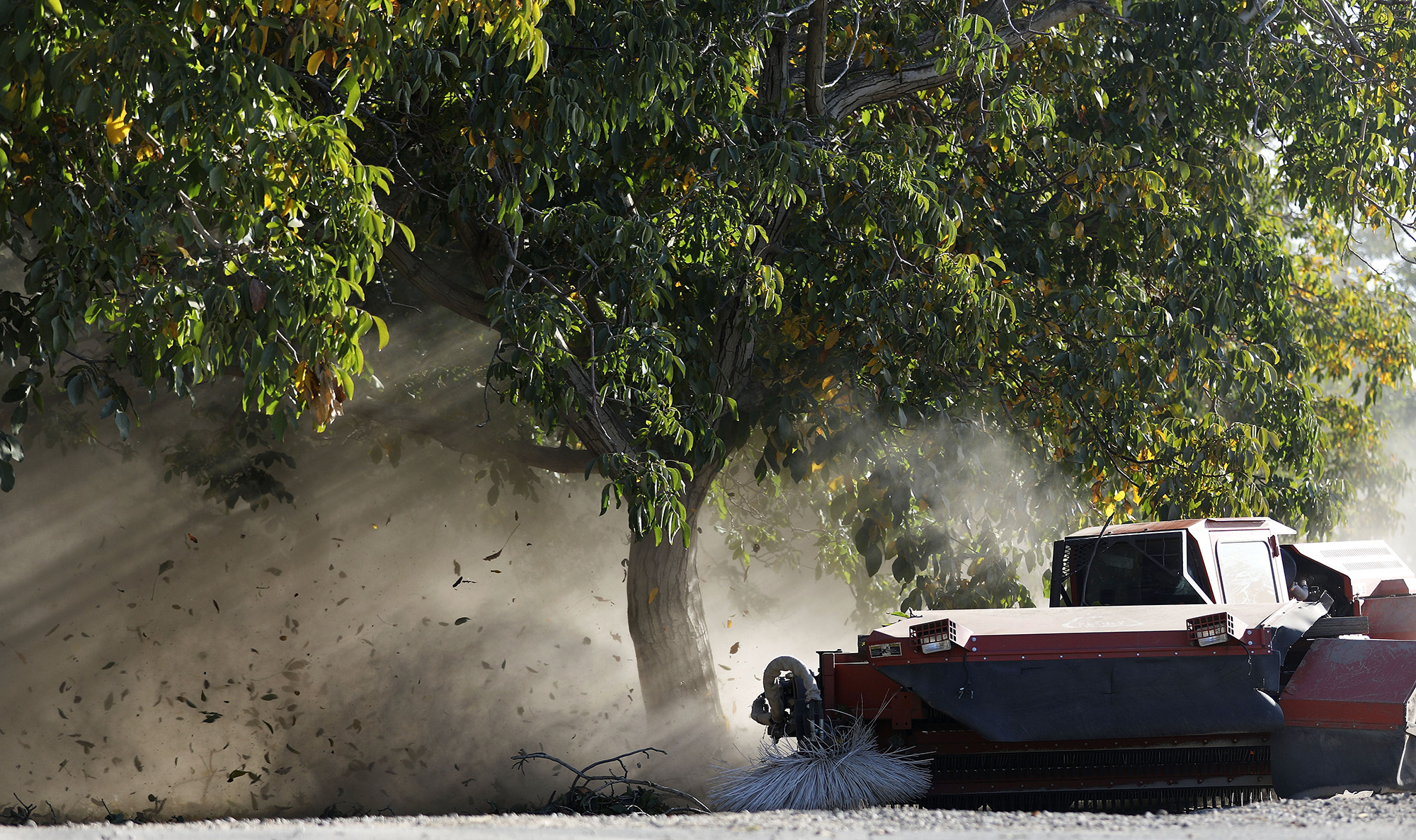 A 'sweeper' harvests walnuts fallen from walnut trees in Modesto, Calif.,&nbsp;in 2018.