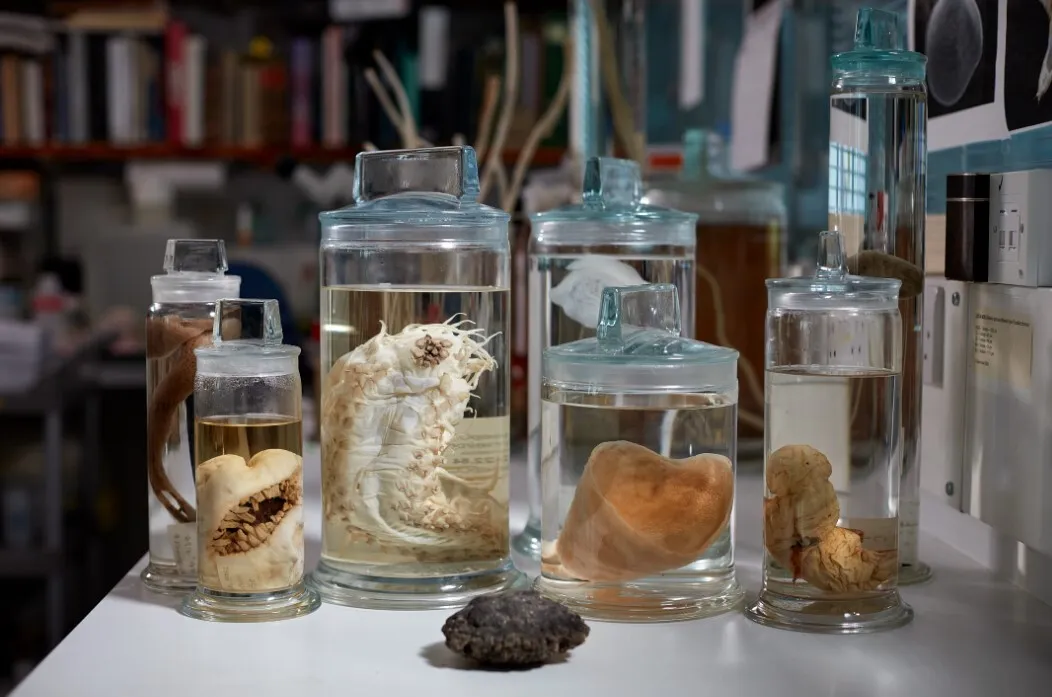 A collection of deep-sea species identified by researchers.&nbsp;