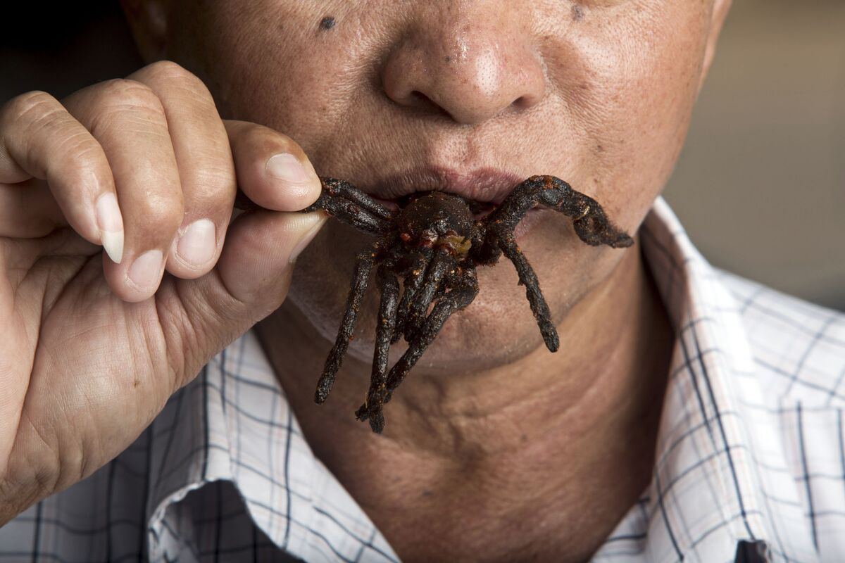 The Tarantula Hunters of Cambodia Bloomberg